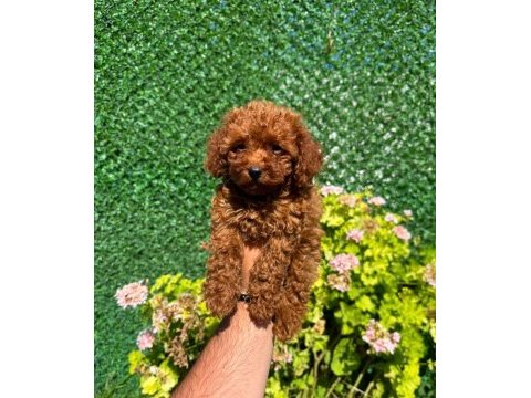 Irk ve sağlık garantili kore toy poodle yavrular