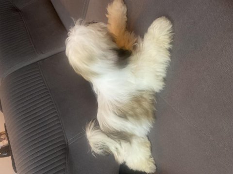 Shih tzu 4 aylık yavru