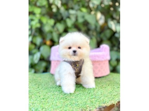 Orjinal pomeranian boo