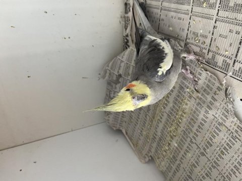 Full evcil marş söyleyen sultan papağanı