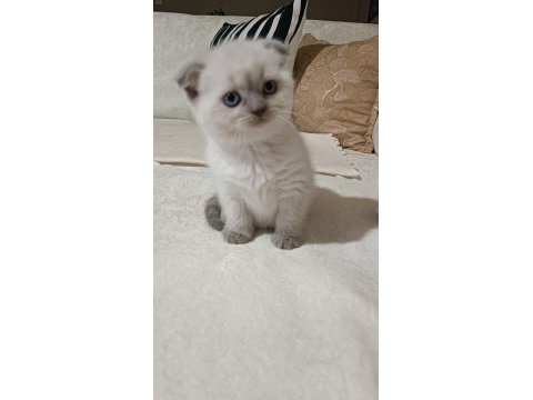 Adana yavru scottish blue point dişi yavru kedimiz