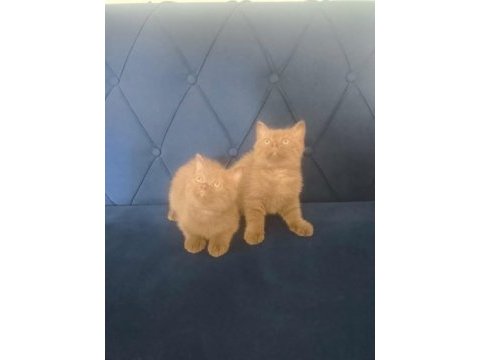 British shorthair nadir cins cinnamon