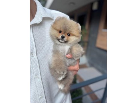 Pomeranian boo teddy face erkek yavrumuz