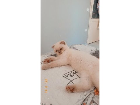 Scottish fold blue point
