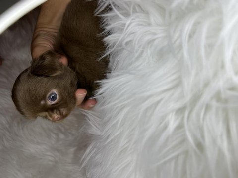 A kalite teacup ve micro lilac çikolata chihuahua yavrular