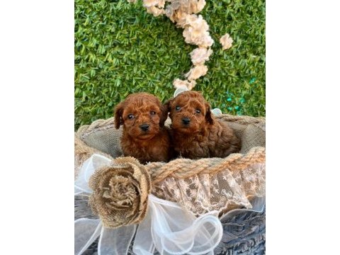 Irk ve sağlık garantili poodle