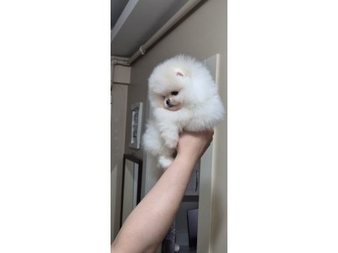Üst kalite teacup orijinal ırk pomeranian boo (dişi)