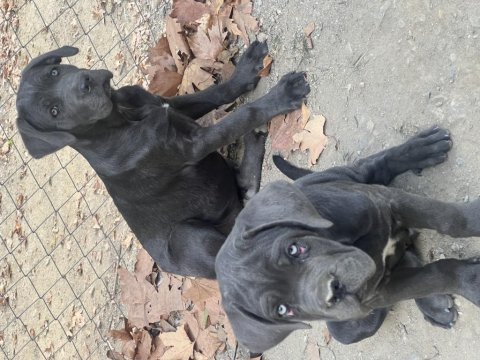Cane corso yavrular