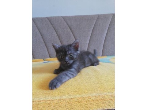 2 aylık british longhair