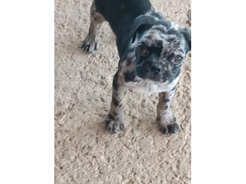 Egzotik renk merle pug mops bebekler