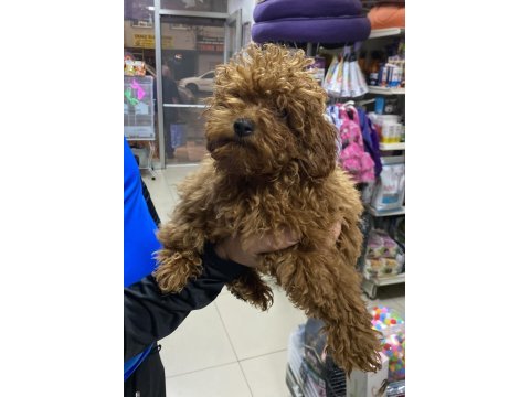 İstediğiniz boy toypodell yavrularımız 