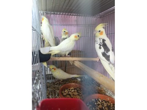 İzmir merkezde ele kola alışkın yavru papağanlar