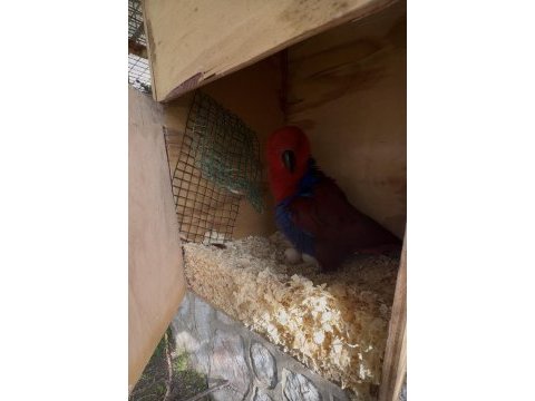 Belgeli konuşan yavru veren eclectus papağanı çift