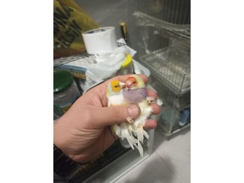 Goldian finch hazır takımlar