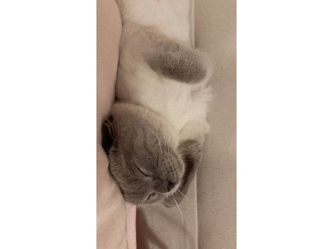 2 yaşında scottish fold