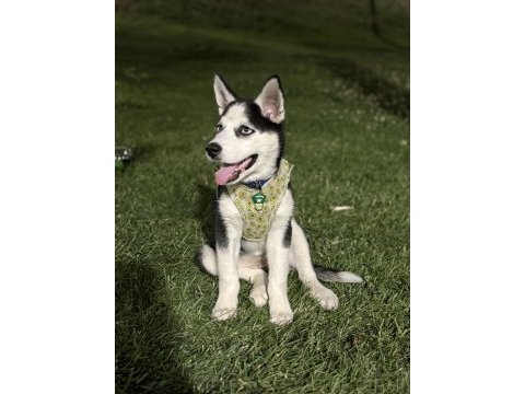 5 aylık husky