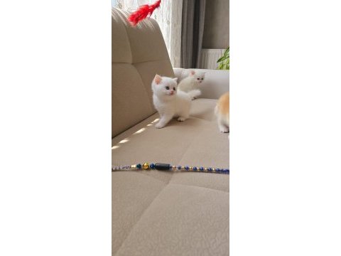 British longhair kaliteli yavrular