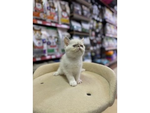 İran persian kedimiz