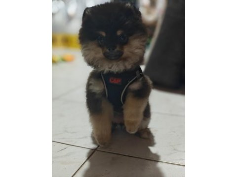 Safkan pomeranian yavru