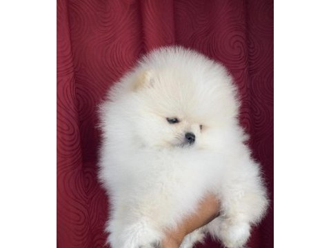 Teddy teacup pomeranian yavrularımız