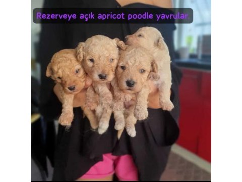 Apricot toy poodle