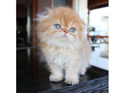 Safkan şecereli chocolate golden erkek scottish fold