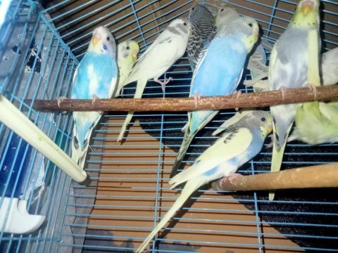 Yeni yeme düşmüş muhabbet kuşu yavrular