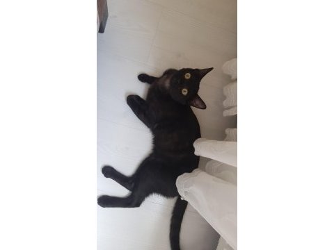 Tekir ev kedisi