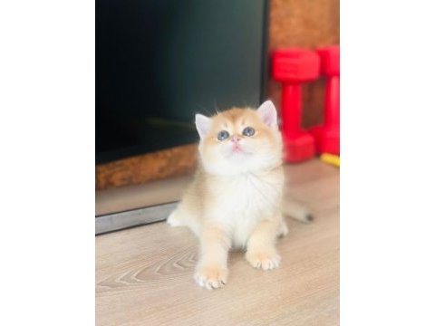 A kalite british shorthair gold yavrular