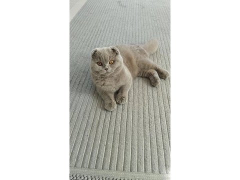 Kedimize dişi eş aranıyor