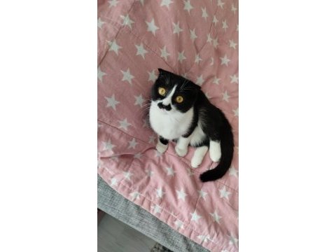 Scottish fold kedisi
