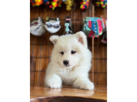 Ayi yavrusu bembeyaz samoyed a kalite ırk