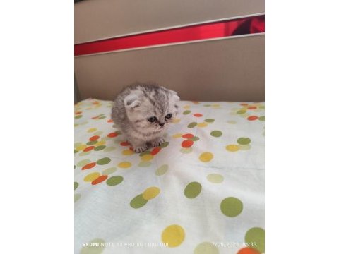 3 adet kedimi sahiplendiriyorum