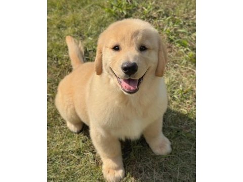 Evinizin neşesi golden bebişler her yere kapıda öde