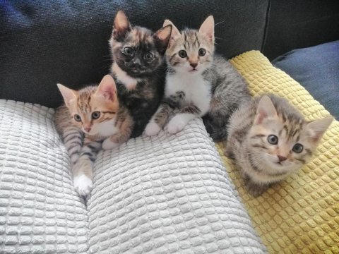 5 adet yavru kedimize acil yuva arıyoruz
