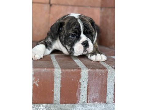 Harika anatomi ingiliz bulldog