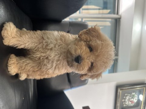 Dişi toy poodle yeni yuva arıyoruz