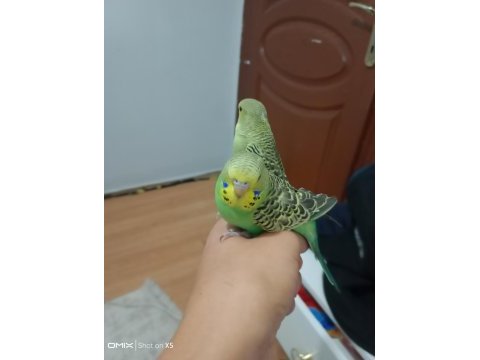 Jumbo ele alıştırmalık muhabbet kuşu
