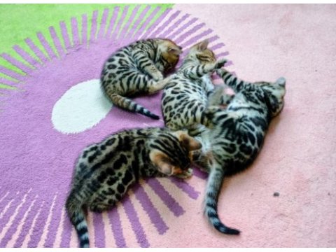 Saf kan bengal