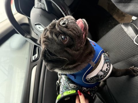 Yetişkin siyah pug
