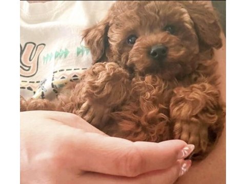 Toy poodle cinsi yavru