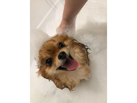Yakışıklı pomeranian oğlum yeni ailesini arıyor
