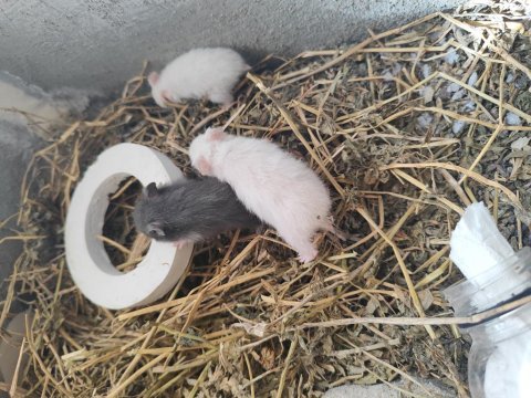 Hamster yavruları sahiplendirme