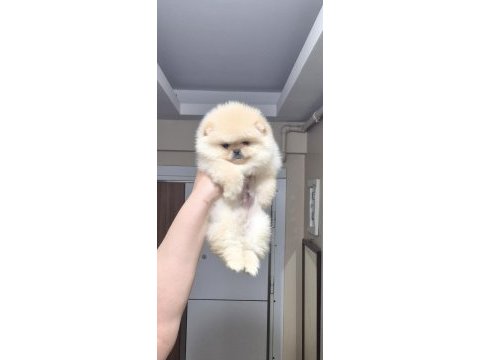 Üst kalite teacup orijinal ırk erkek pomeranian