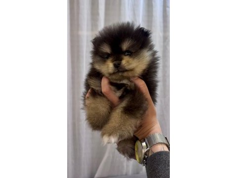 Pomeranian boo