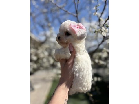 Kar topu beyaz bichon frise bebekler