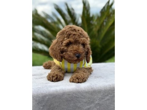 Kıvırcık toy poodle dünyası