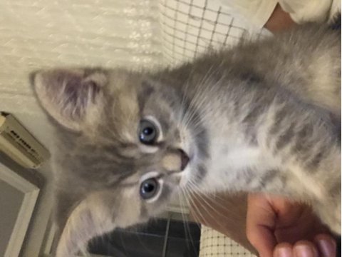 British shorthair 2 aylık erkek
