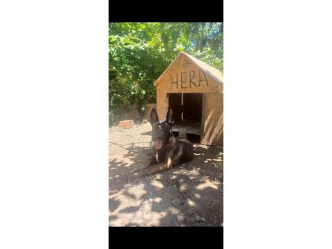 Belçika malinois 4 aylık dişi