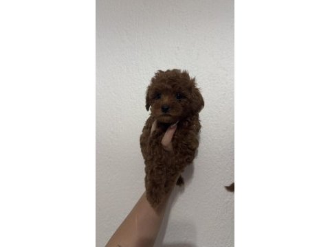 2 adet erkek toy poodle 55 günlük